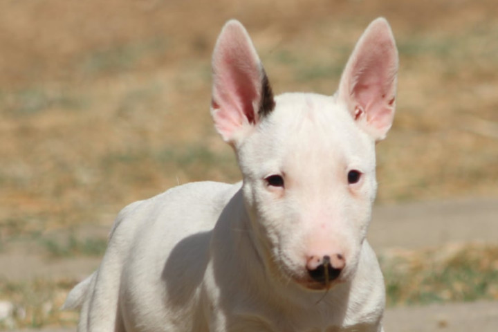 Miniatűr bullterrier kölykök