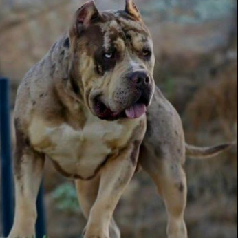 American Bully XL kölykök eladók