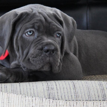 Cane Corso kiskutyák AJÁNLÁS