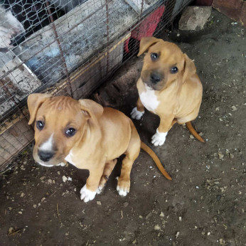 Amerikai Staffordshire terrier kiskutyák