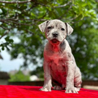 Amerikai pitbull terrier kölykök