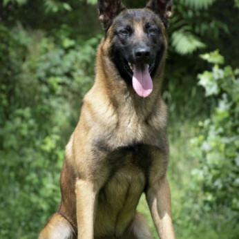 Malinois belga juhászkutya kölykök