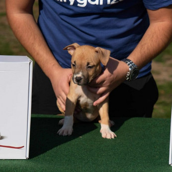 Amerikai Staffordshire Terrier, kiváló minőségű kölykök