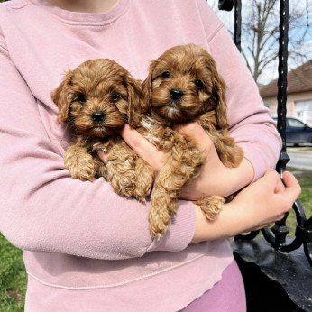 Cavapoo kiskutyák eladók