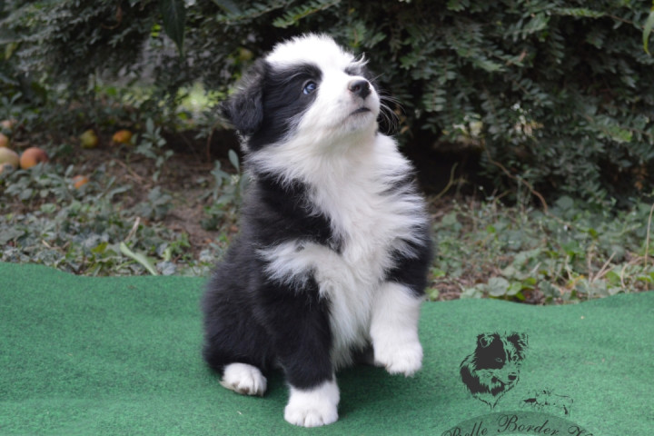 border collie kiskutyák tenyésztőtől