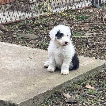 Bobtail kölykök