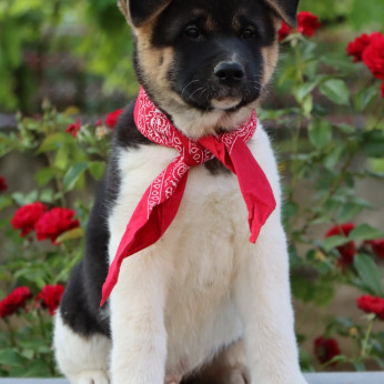 Amerikai Akita kölykök