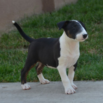 Bullterrier