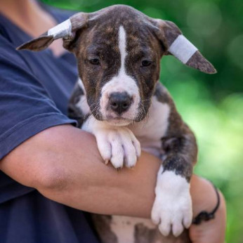 Amerikai staffordshire terrier kölykök