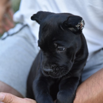 Cane Corso kölykök