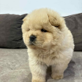 Fajtiszta CHOW-CHOW kölykök