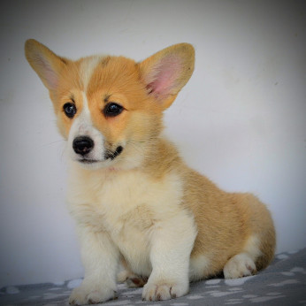 Walesi Corgi Pembroke kiskutyák eladók