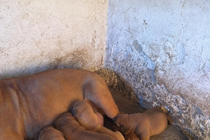 Bordeaux-i dog kölykök