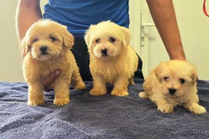 Gyönyörű Maltipoo kölykök