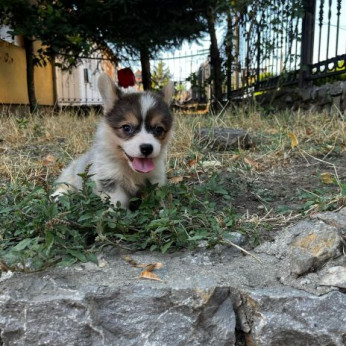 Walesi Corgi Pembroke kölykök