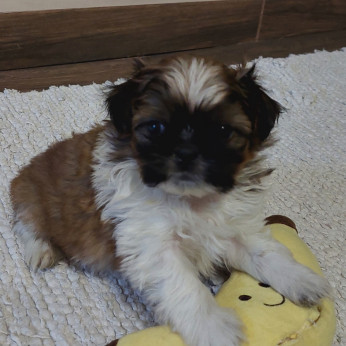 Shih-tzu babák Eladók!