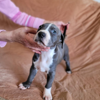 Amerikai pitbull terrier kölykök