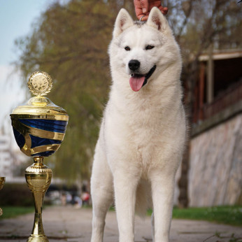 Szibériai husky kölykök