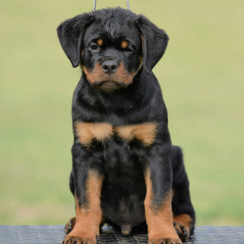 Rottweiler kölykök, alom