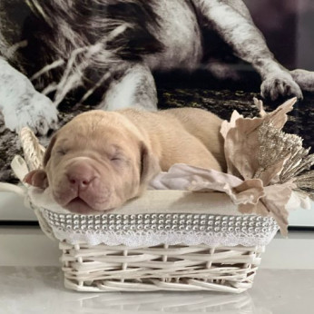 Amerikai Bully / Pit Bull Terrier kölykök