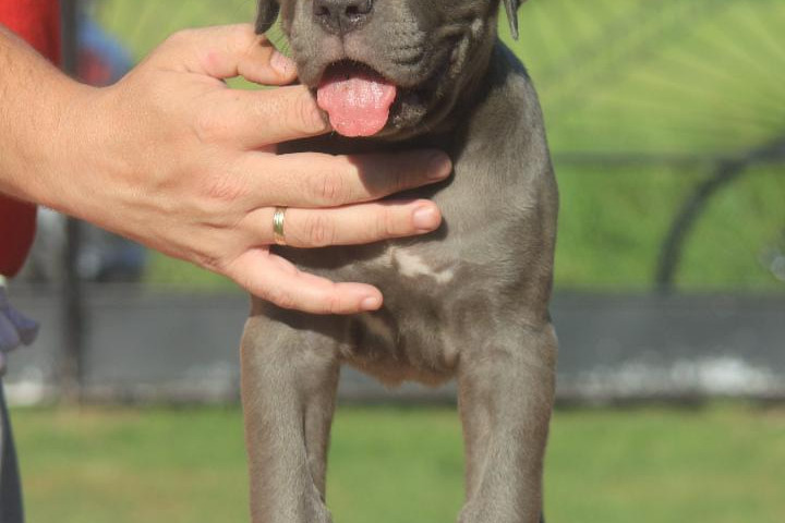 Cane Corso kölykök