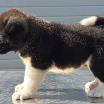 Amerikai akita, kiváló minőségű kölykök