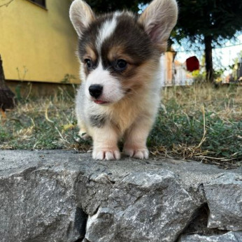 Walesi Corgi Pembroke kölykök