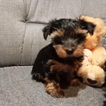 Yorkshire terrier kiskutyák