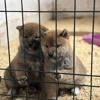 Shiba inu kölykök