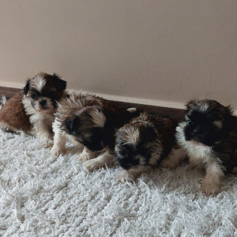 Shih-tzu babák Eladók!
