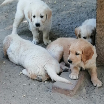 Golden retriever kiskutyák
