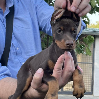 Doberman TOP kölykök