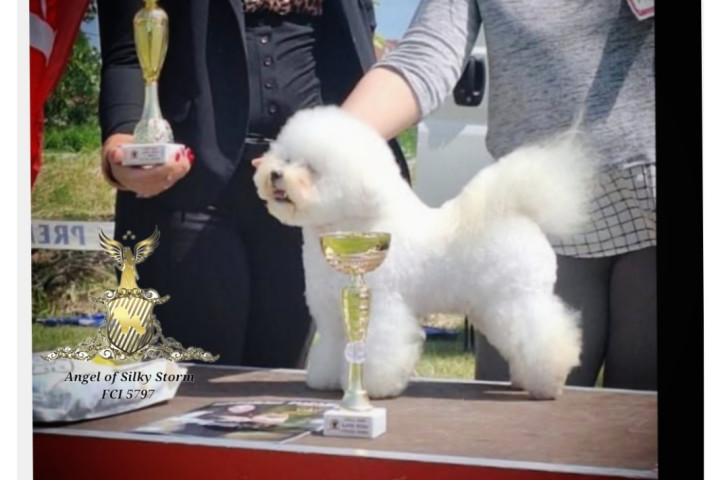 Bichon Frisé – gyönyörű kölykök