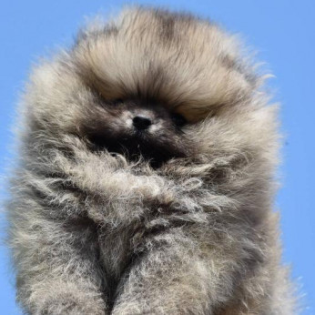 Pomerániai spitz kölykök