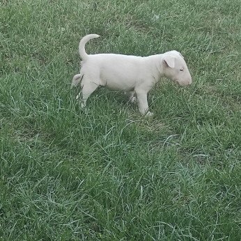 Bullterrier kölykök