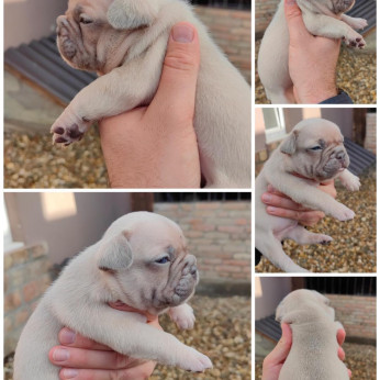 Francia bulldog Standard és egzotikus
