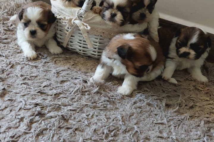Shih-tzu babák Eladók!