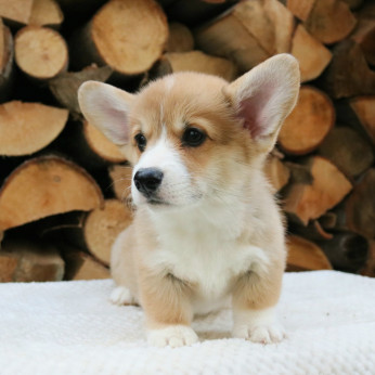 Walesi corgi kölykök