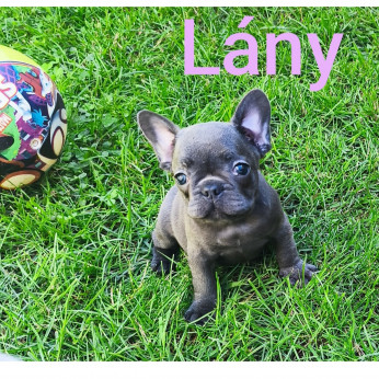 Francia bulldog kiskutyák