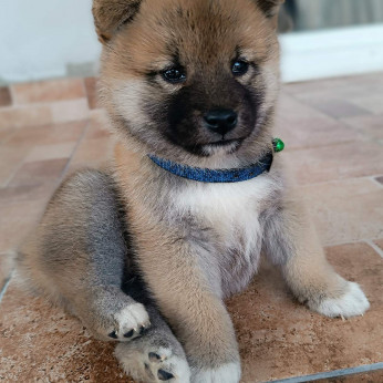 Shiba inu kölykök