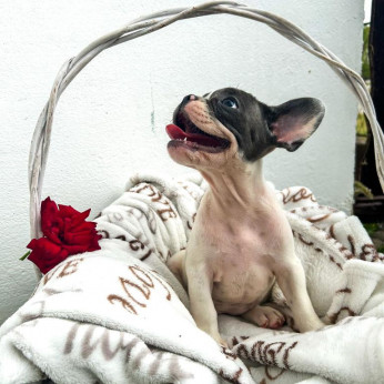 francia bulldog kölykök