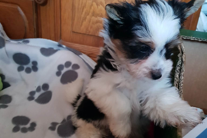 Biewer Yorki Yorkshire Terrier 2 hónapos kisfiú eladó!