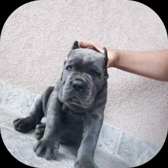 Cane Corso kiskutyák AJÁNLÁS