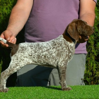 Német rövidszőrű vizsla kölykök