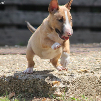 Miniatűr bullterrier kölykök