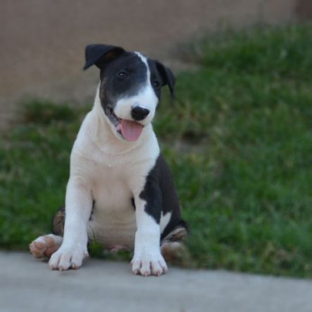 Bullterrier