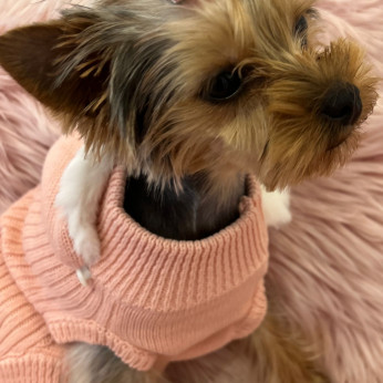 Törzskönyvezett yorkshire terrier szuka