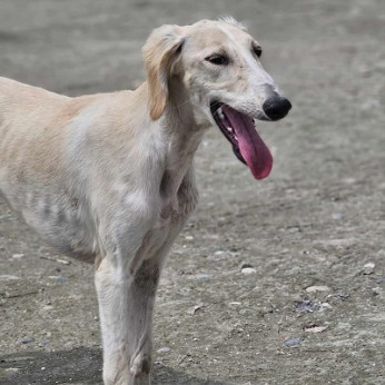 Perzsa agár SALUKI kölykök