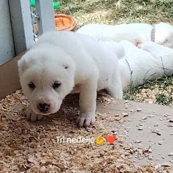 Gyönyörű fajtatiszta közép-ázsiai juhászkutya kölykök - Alabai