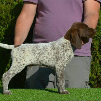 Német rövidszőrű vizsla kölykök